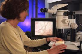 Des Français sur la piste d'une pilule contre le vieillissement 