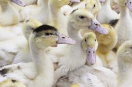 Grippe aviaire : 11 nouveaux foyers recensés dans le Sud-Ouest