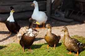 Grippe aviaire : la zone d'abattage étendue à 573 communes
