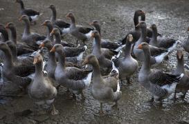 Grippe aviaire :  trois nouveaux cas en Dordogne et dans les Landes