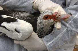 Grippe aviaire : 8 pays ont déjà interrompu l'importation de nos volailles
