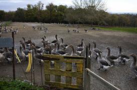 Grippe aviaire : deux nouveaux cas détectés dans les Landes et le Gers