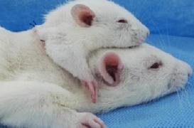 Greffe de tête : Sergio Canavero passe à l'homme en décembre