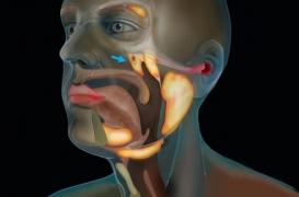 Une nouvelle glande salivaire découverte dans la gorge
