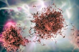 Leucémie myéloïde aiguë : la piste d’un traitement grâce aux cellules osseuses voisines 