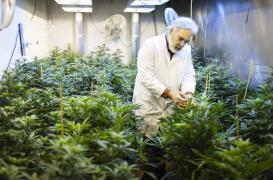 Cannabis : quatre mesures pour dissuader les mineurs   