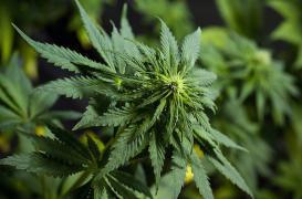 Cannabis : un nouveau cas d'artérite diagnostiqué 