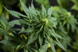 Cannabis : les spécialistes alertent sur les risques d'allergie