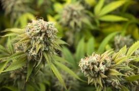 Cannabis thérapeutique : un homme de 70 ans décède d'une attaque cardiaque