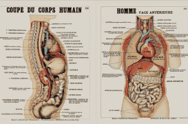 Pourquoi les planches d'anatomie Deyrolle peuvent aider à mieux prendre soin de son corps
