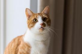 Toxoplasmose : comment le parasite se transforme chez l’humain ? 