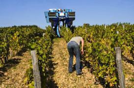 Les viticulteurs victimes des pesticides