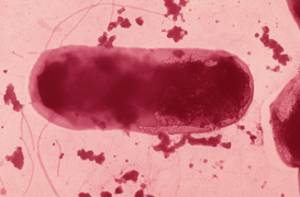 Maladie de Crohn : des chercheurs identifient un gène responsable