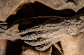 Variole : de l'ADN viral retrouvé dans une momie du 17e siècle