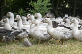 Grippe aviaire : 27 foyers H5N8 confirmés dans des élevages