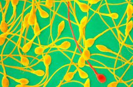 L’alcool réduit la qualité et la quantité des spermatozoïdes