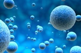 Cancer : des cellules tumorales deviennent cannibales pour survivre à la chimiothérapie