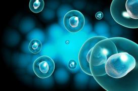 Chikungunya :  le mécanisme de réplication du virus identifié