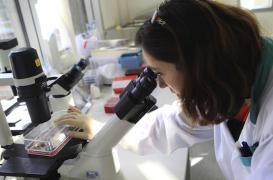 Des Français améliorent le processus de reprogrammation cellulaire