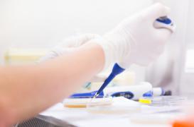 Des chercheurs créent un estomac  en laboratoire 