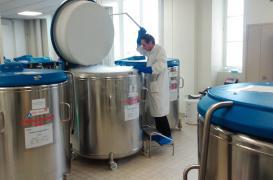 Thérapie cellulaire : le magasin des cellules souches 