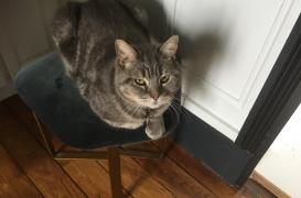 Covid : on peut effectivement contaminer son chat