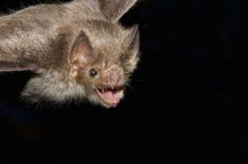 Rage : 12 enfants tués par des chauves-souris vampires au Pérou