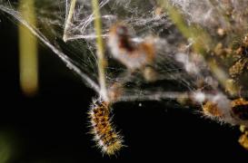 Des chenilles processionnaires envoient 18 bébés à l'hôpital