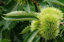 Staphylocoque doré : des feuilles de châtaignier pour le neutraliser