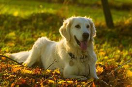 Ces chiens capables de flairer les cancers de la prostate