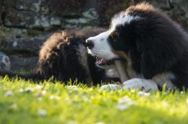 Asthme : vivre avec un chien réduit les risques 