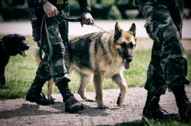 Des chiens pour détecter le coronavirus