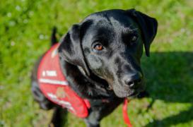 Chien renifleur : futur outil de dépistage des cancers ? 