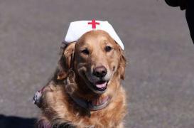 Cancer pédiatrique : la thérapie canine apaise les enfants