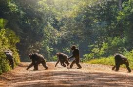 Un nouvel os découvert dans le coeur de chimpanzés, et si l'Homme était concerné ? 