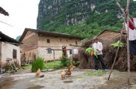 Grippe aviaire : la mutation de la souche H7N9 inquiète la Chine 