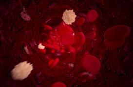 L'inflammation causée par la graisse sanguine peut endommager le cœur et les reins