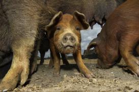 Grippe porcine : 33 décès en trois mois en Iran