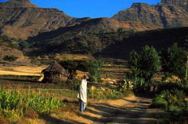 Génétique : comment le coeur s'adapte au manque d'oxygène