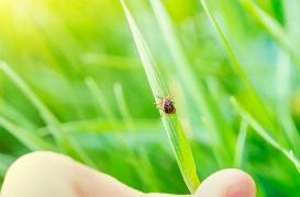 L’actrice américaine Amy Schumer annonce souffrir de la maladie de Lyme 