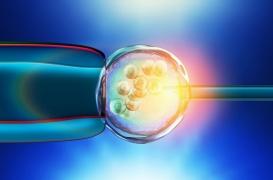 Infertilité masculine : un singe naît grâce à la transplantation de tissus testiculaires congelés 