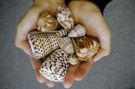 Le venin d’un escargot des mers efficace pour calmer la douleur