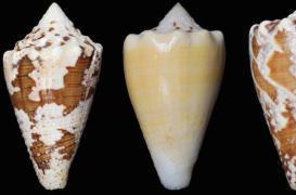 Douleur : un escargot de mer à la place des opiacés