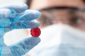 Covid-19 : des virus très proches du SARS-CoV-2 découverts chez des chauves-souris