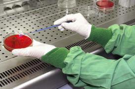 Quinze enfants victimes du staphylocoque doré en Corse 