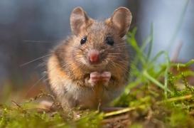 Cécité : la thérapie génique a redonné la vue à des souris 