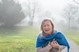 Une protéine musculaire aggrave les lésions causées par la crise cardiaque