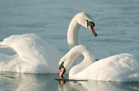 Grippe aviaire : deux cygnes retrouvés morts dans l'Ain 