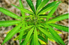 Le cannabis thérapeutique autorisé pour les enfants aux Etats-Unis