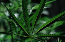 Préhistoire : l'usage des drogues était déjà encadré